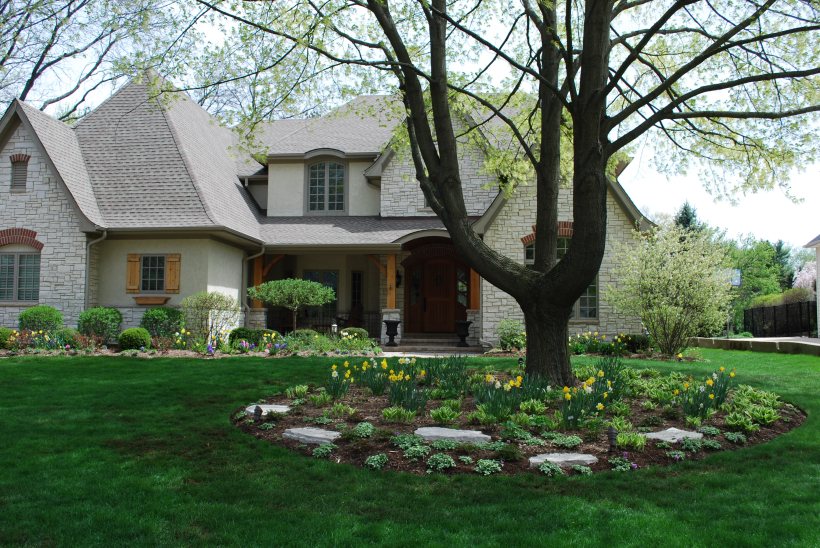 dwn krynicki front yd maple tree bed with daffs