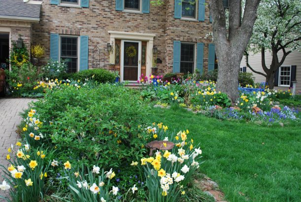 dwn my front yard april bulbs all in bloom 2011