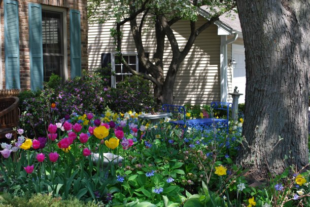 dwn my front yard close up of tulips and blue bench