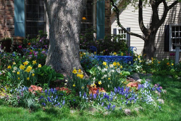 dwn my front yd.  bulbs pp hosta emerging while bulbs bloom front of silver maple 2011