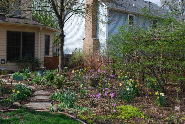 dwn my yd. pjms, daffs, cr. jenny under red maple looking to office