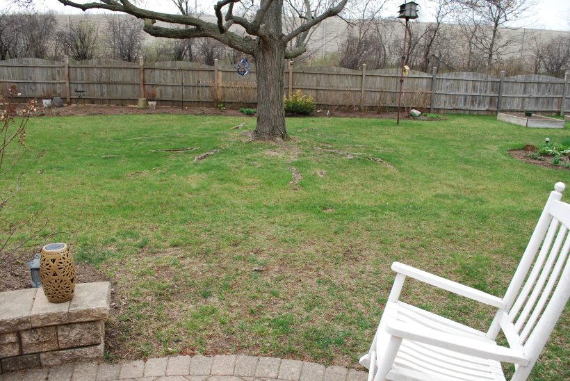 dwn petty before pic looking from south patio to maple tree