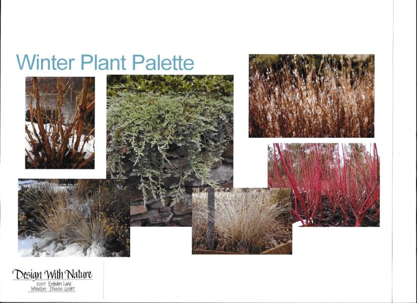 dwn thompson winter plant color palette 4-26-16