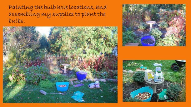 dwn tulips slide 2 of 5