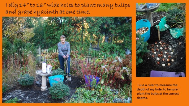 dwn tulips slide 3 of 5