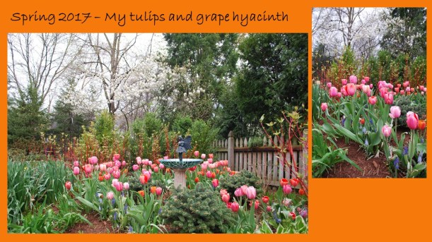 dwn tulips slide 4 of 5