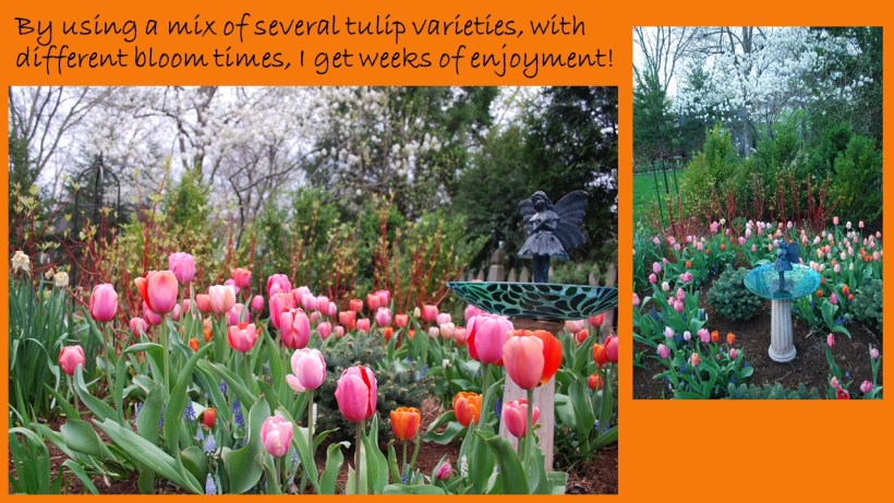 dwn tulips slide 5 of 5