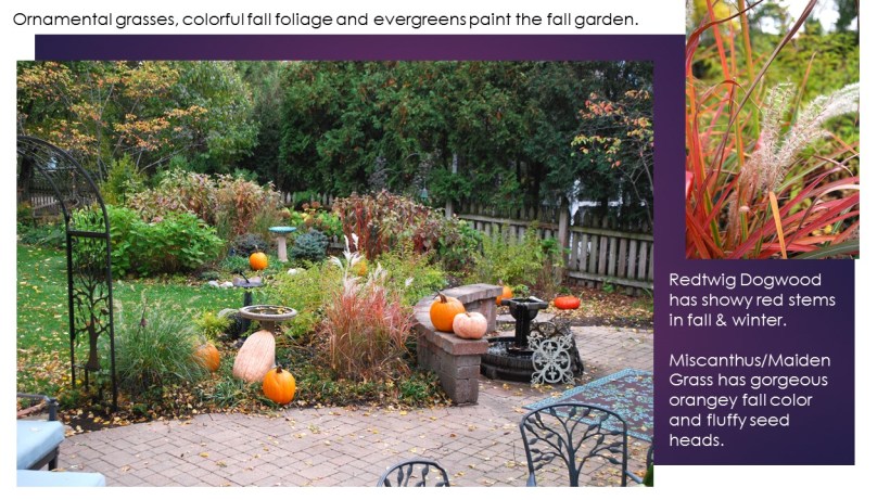 dwn my backyd new patio bed with callicarpa 10-27-17 no. 2 of 3