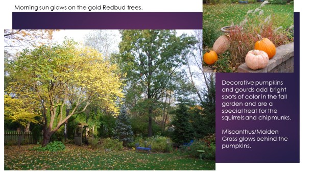 dwn my backyd new patio bed with callicarpa 10-27-17 no. 3 of 3