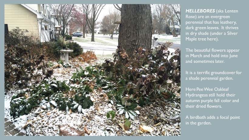 dwn POWER PT ADDING WINTER INTEREST IN FRONT YD FOR BLOG dEC. 2017 page 4 of 4