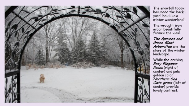 black arbor feb. snow