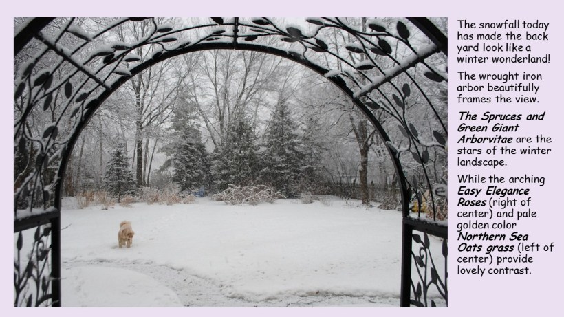black arbor feb. snow