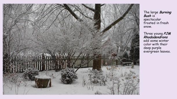 burning bush in snow