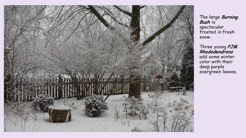 burning bush in snow