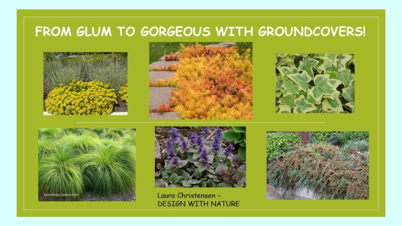 DWN GCI groundcovers cover photo for blog