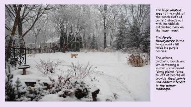 purple beauty berry in snow