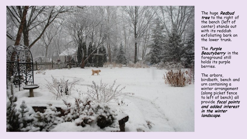 purple beauty berry in snow
