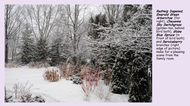red dogwood in feb. snow 2018