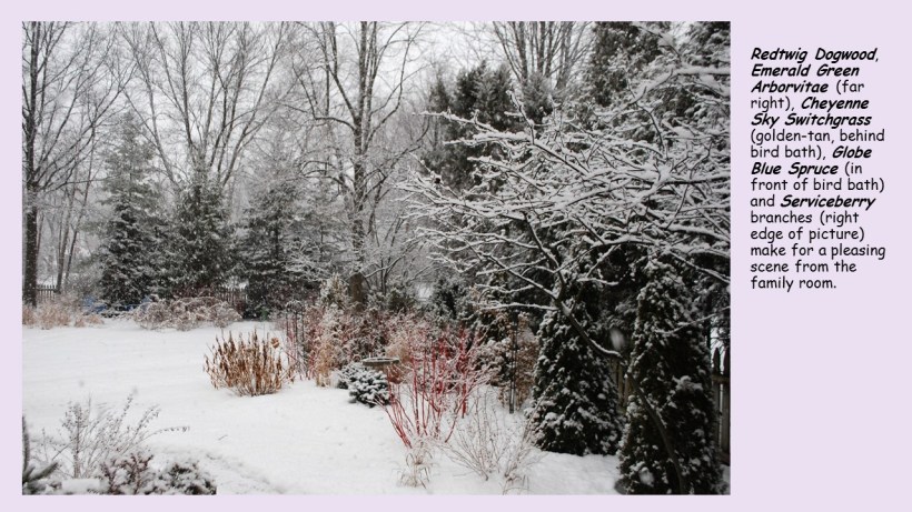 red dogwood in feb. snow 2018