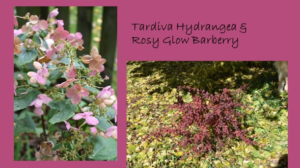 DWN fall colors 10 of 15