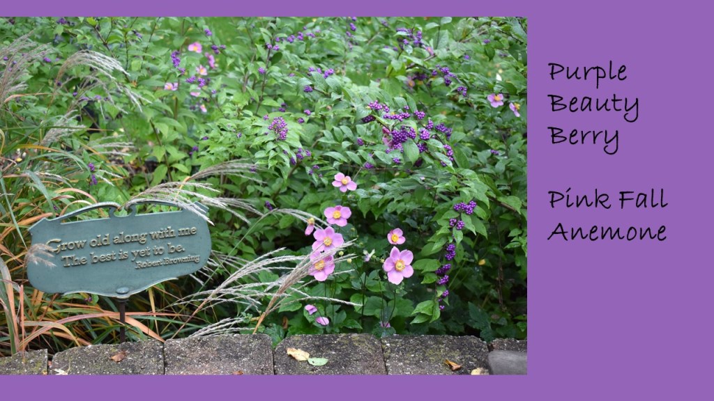 DWN fall colors 11 of 15