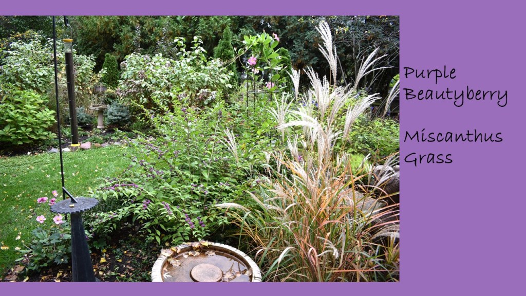 DWN fall colors 12 of 15