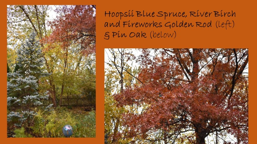 DWN fall colors 13 of 15