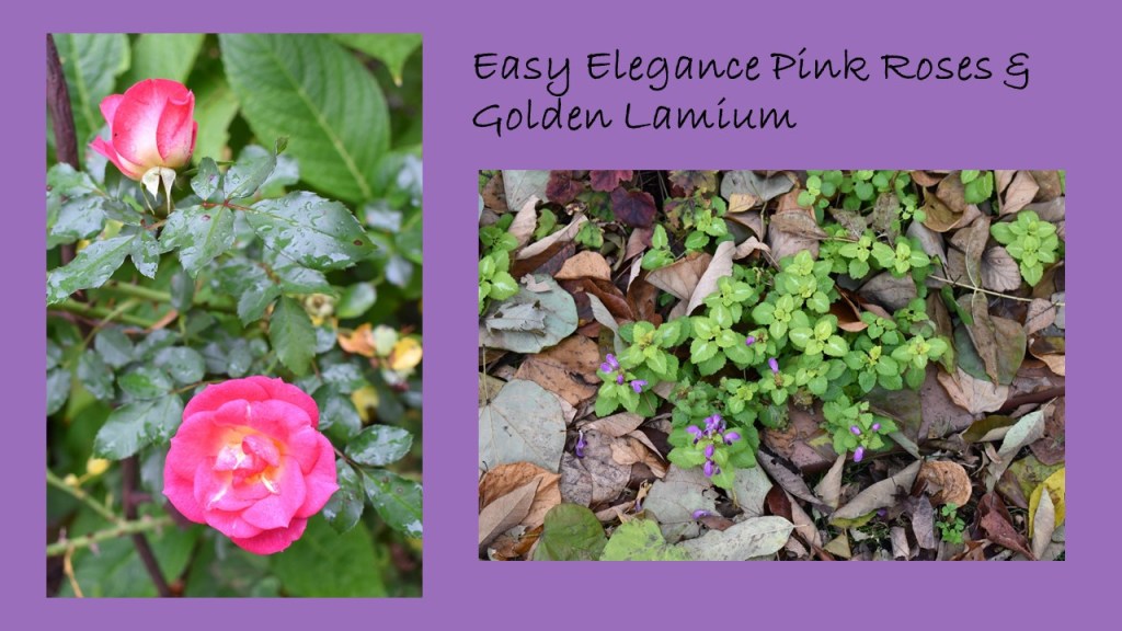 DWN fall colors 3 of 15