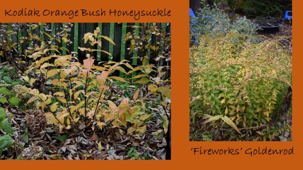 DWN fall colors 4 of 15