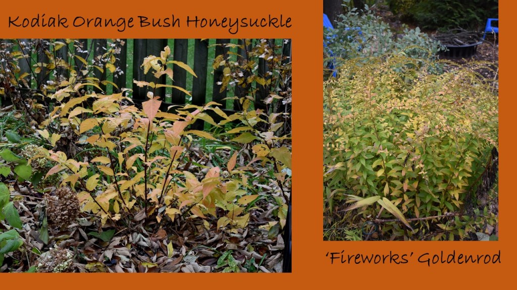 DWN fall colors 4 of 15