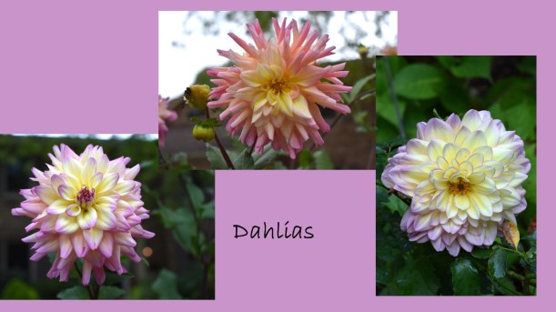 DWN fall colors 6 of 15