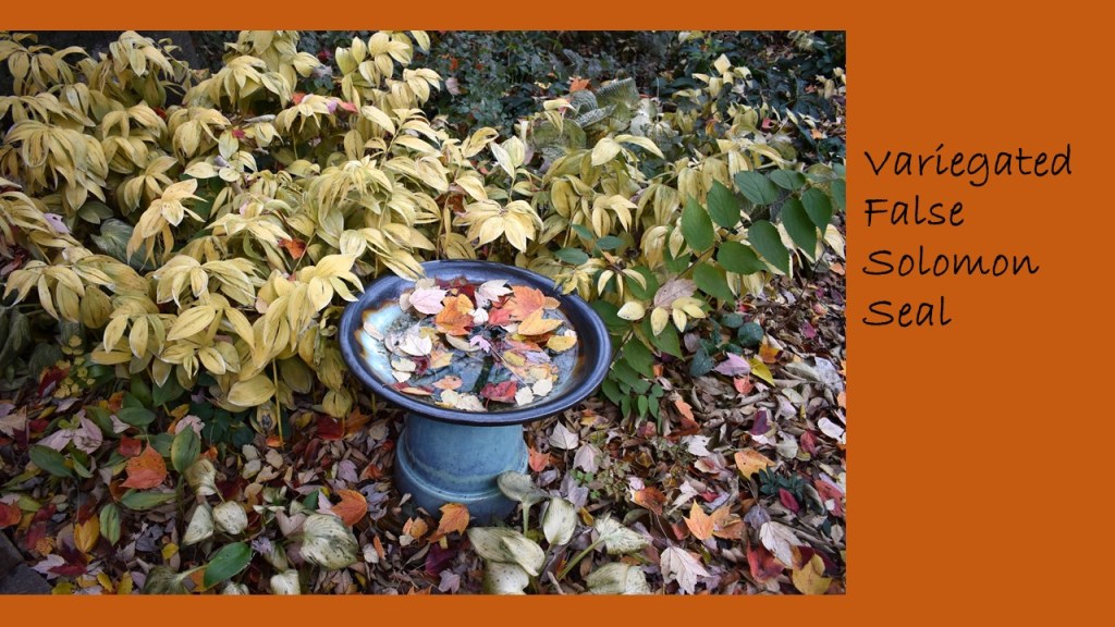 DWN fall colors 7 of 15