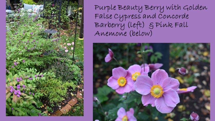 DWN fall colors 8 of 15