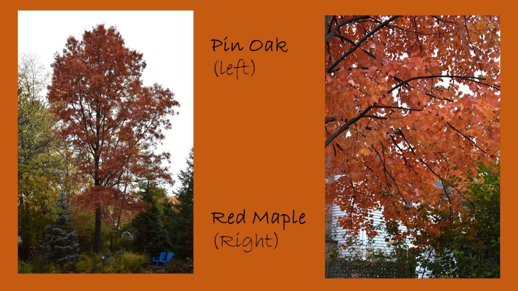 DWN fall colors 9 of 15